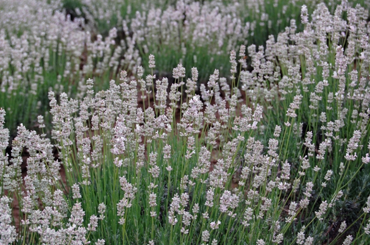 utsukushii !!  lavender white !!